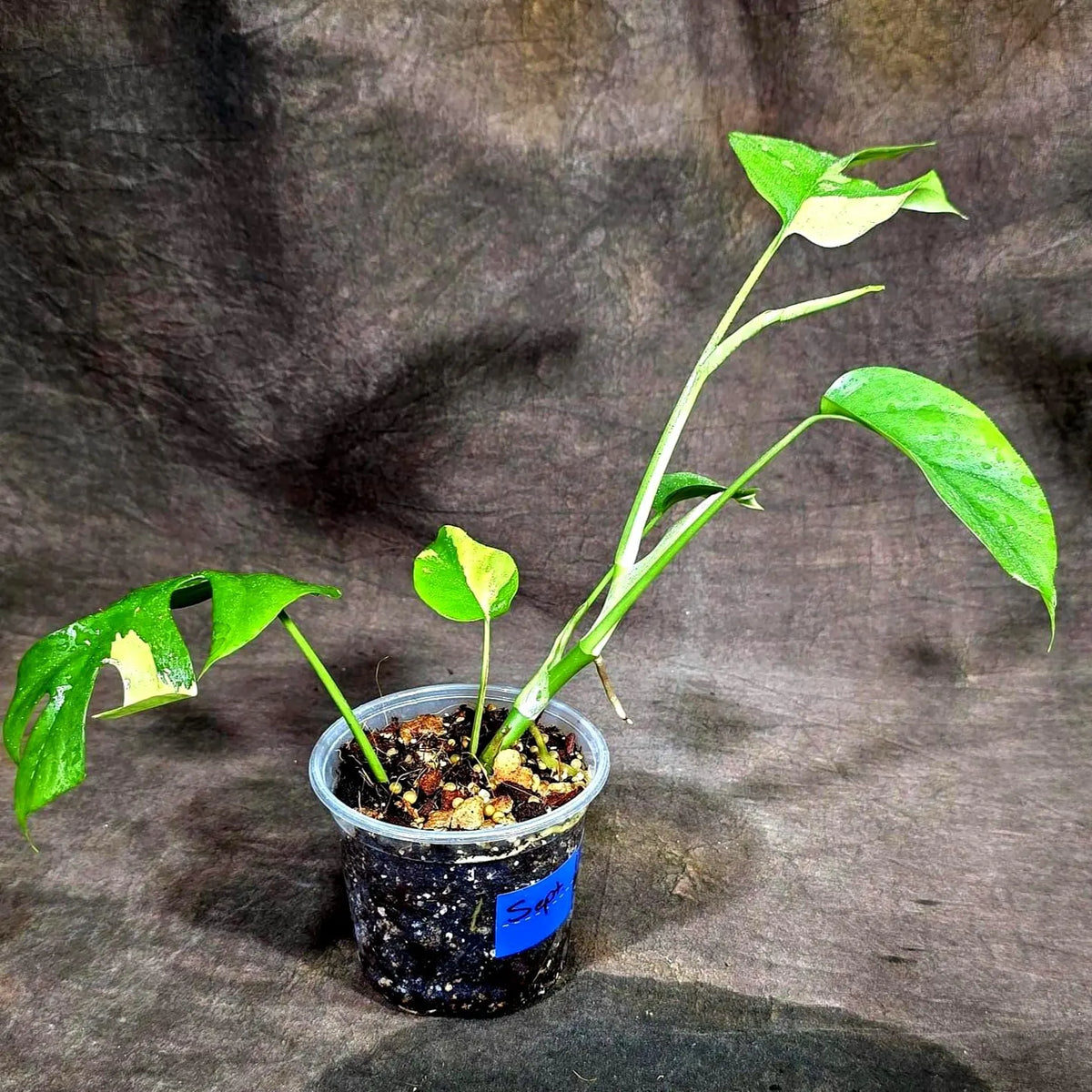Rhaphidophora Tetrasperma Albo Variegated (Sep-15-20)