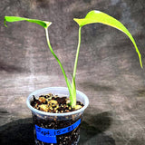 Monstera Aurea Variegated Plant - (Sep-15-21)