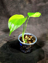 Monstera Aurea Variegated Plant - (Sep-15-21)