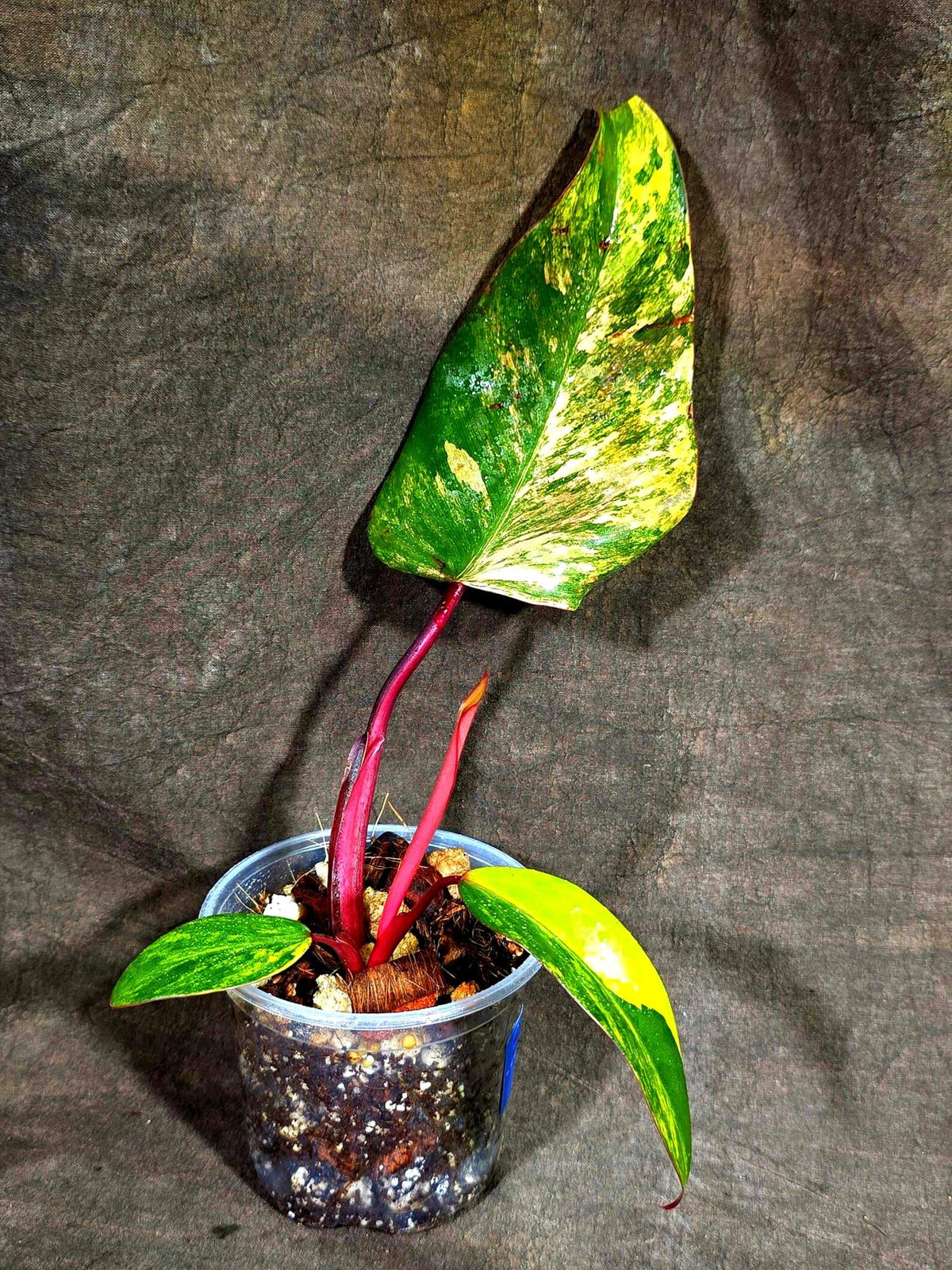 Philodendron Strawberry Shake Variegated (Sep-15-23)