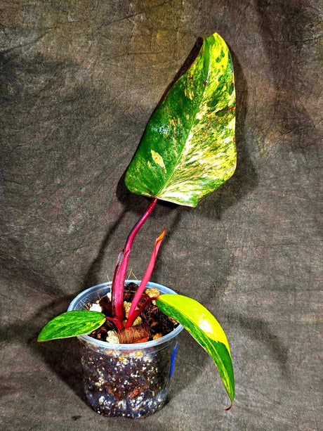 Philodendron Strawberry Shake Variegated (Sep-15-23)
