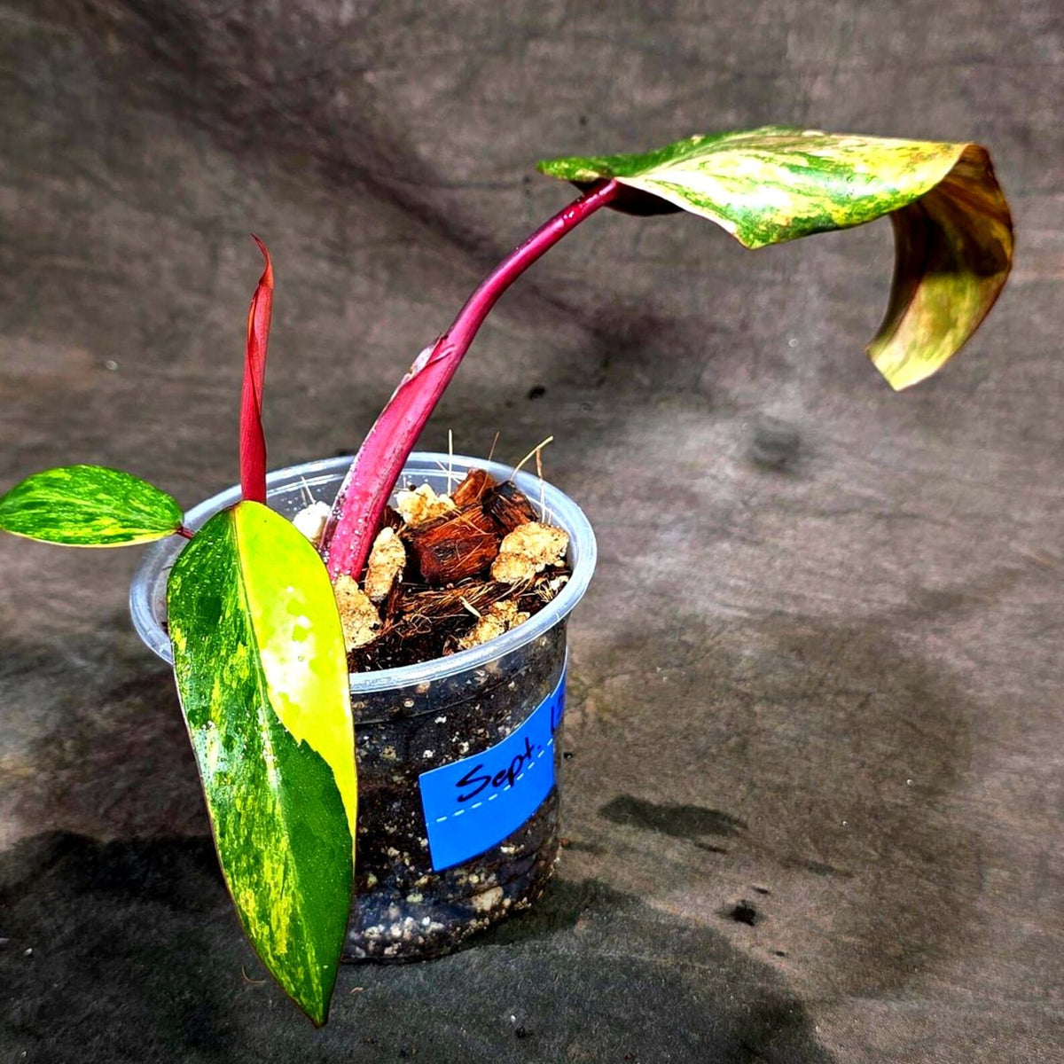 Philodendron Strawberry Shake Variegated (Sep-15-23)