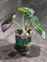 Alocasia Reginula Black Velvet Pink Variegated (Sep-16-3-ER)