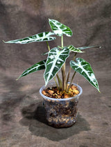 Rare Variegated Alocasia Bambino Pink (Sep-16-5-ER)