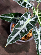 Rare Variegated Alocasia Bambino Pink (Sep-16-5-ER)