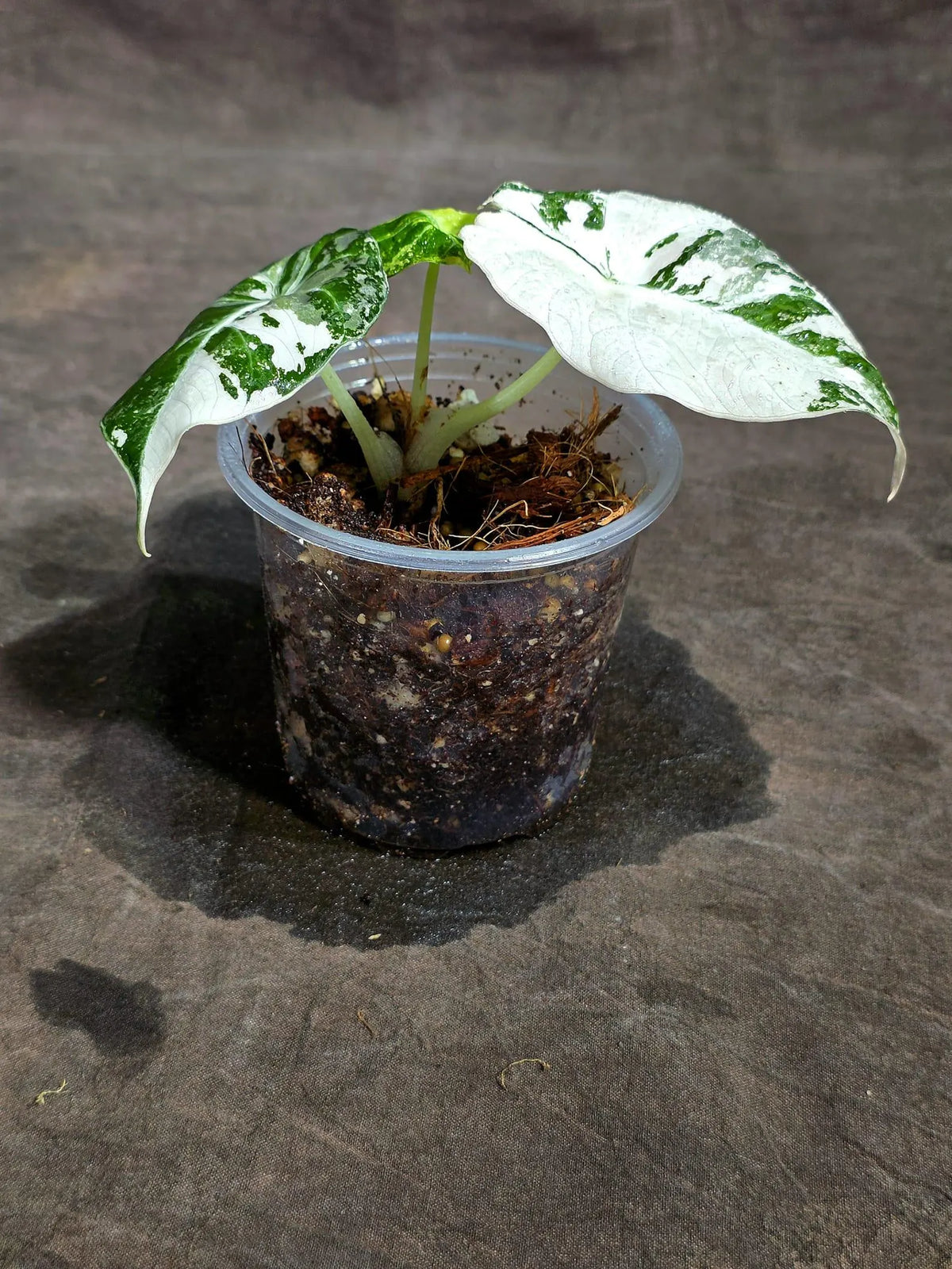 Alocasia Reginula Black Velvet Pink Variegated (Sep-16-8-ER)