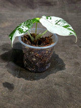 Alocasia Reginula Black Velvet Pink Variegated (Sep-16-8-ER)