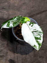 Alocasia Reginula Black Velvet Pink Variegated (Sep-16-8-ER)
