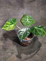 Alocasia Reginula Black Velvet Pink Variegated (Sep-16-9-ER)