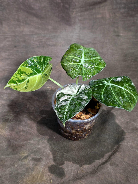 Alocasia Reginula Black Velvet Pink Variegated (Sep-16-9-ER)