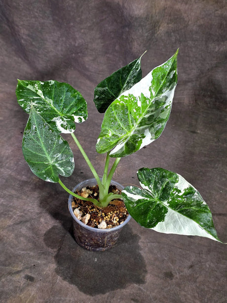 Alocasia Regal Shield Albo Variegated Live Plant (Sep-16-6-ER)