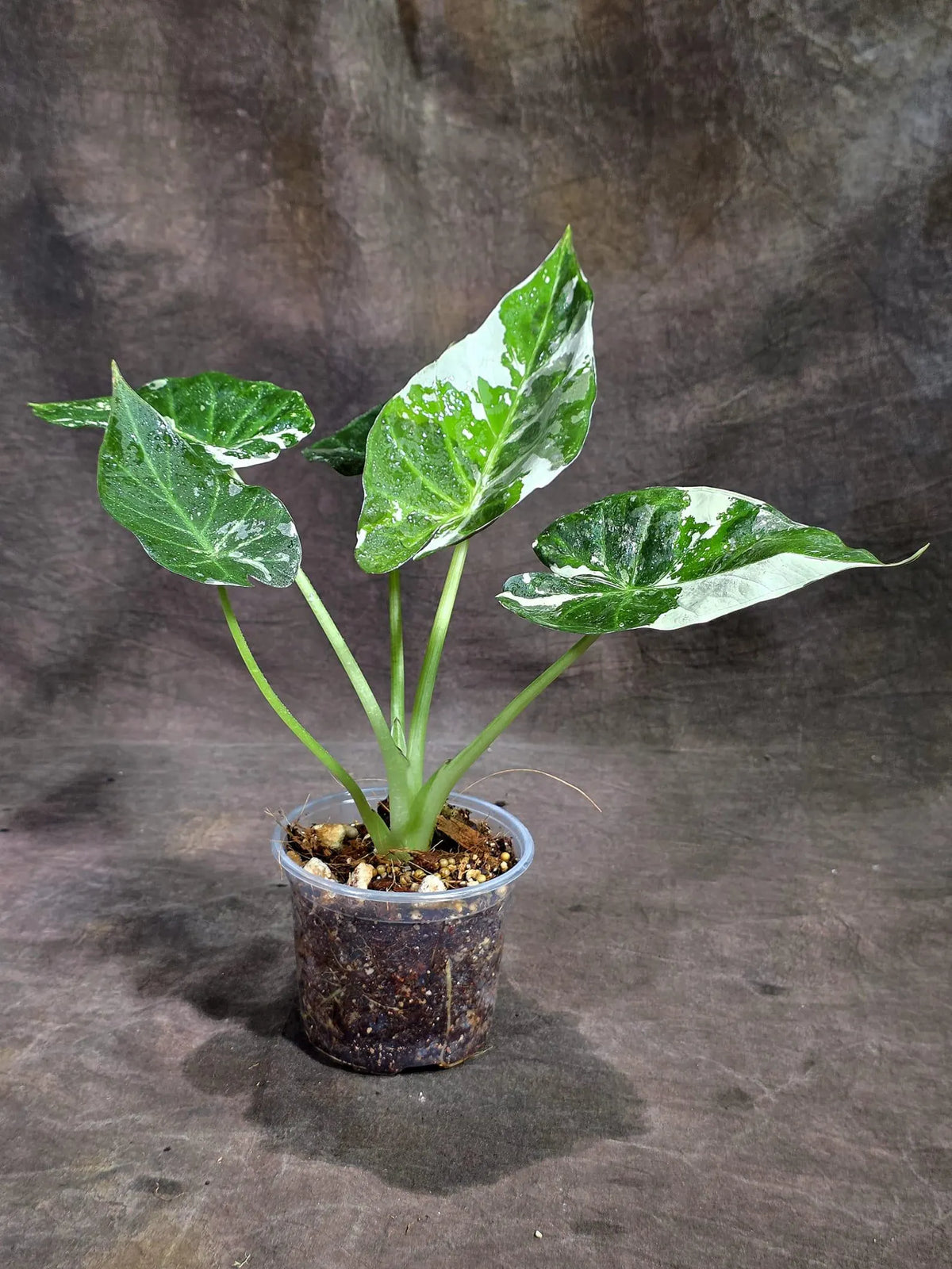 Alocasia Regal Shield Albo Variegated Live Plant (Sep-16-6-ER)