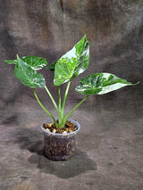 Alocasia Regal Shield Albo Variegated Live Plant (Sep-16-6-ER)