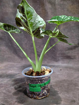 Alocasia Regal Shield Albo Variegated Live Plant (Sep-16-6-ER)
