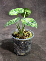 Alocasia Black Velvet Splash (Sep-16-11-ER )