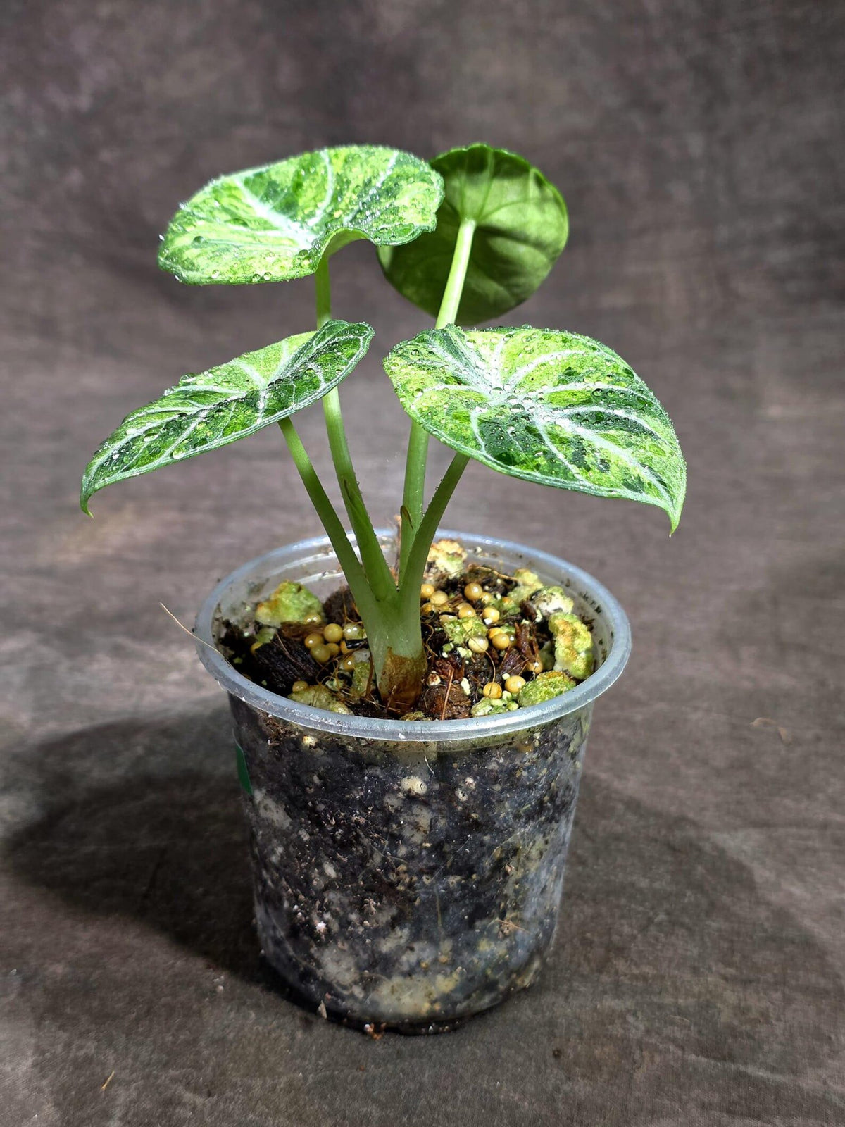 Alocasia Black Velvet Splash (Sep-16-11-ER)