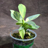 Variegated Silver Sword Philodendron (Sep-16-10-ER)