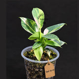 Variegated Silver Sword Philodendron (Sep-16-10-ER)