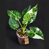 Alocasia Regal Shield Albo Variegated Live Plant (Sep-16-6-ER)
