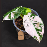 Alocasia Reginula Black Velvet Pink Variegated (Sep-16-8-ER)