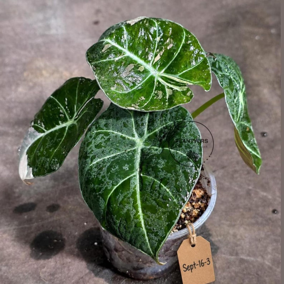 Alocasia Reginula Black Velvet Pink Variegated (Sep-16-3-ER)