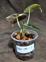 Alocasia Reginula Black Velvet Pink Variegated (Sep-18-1)