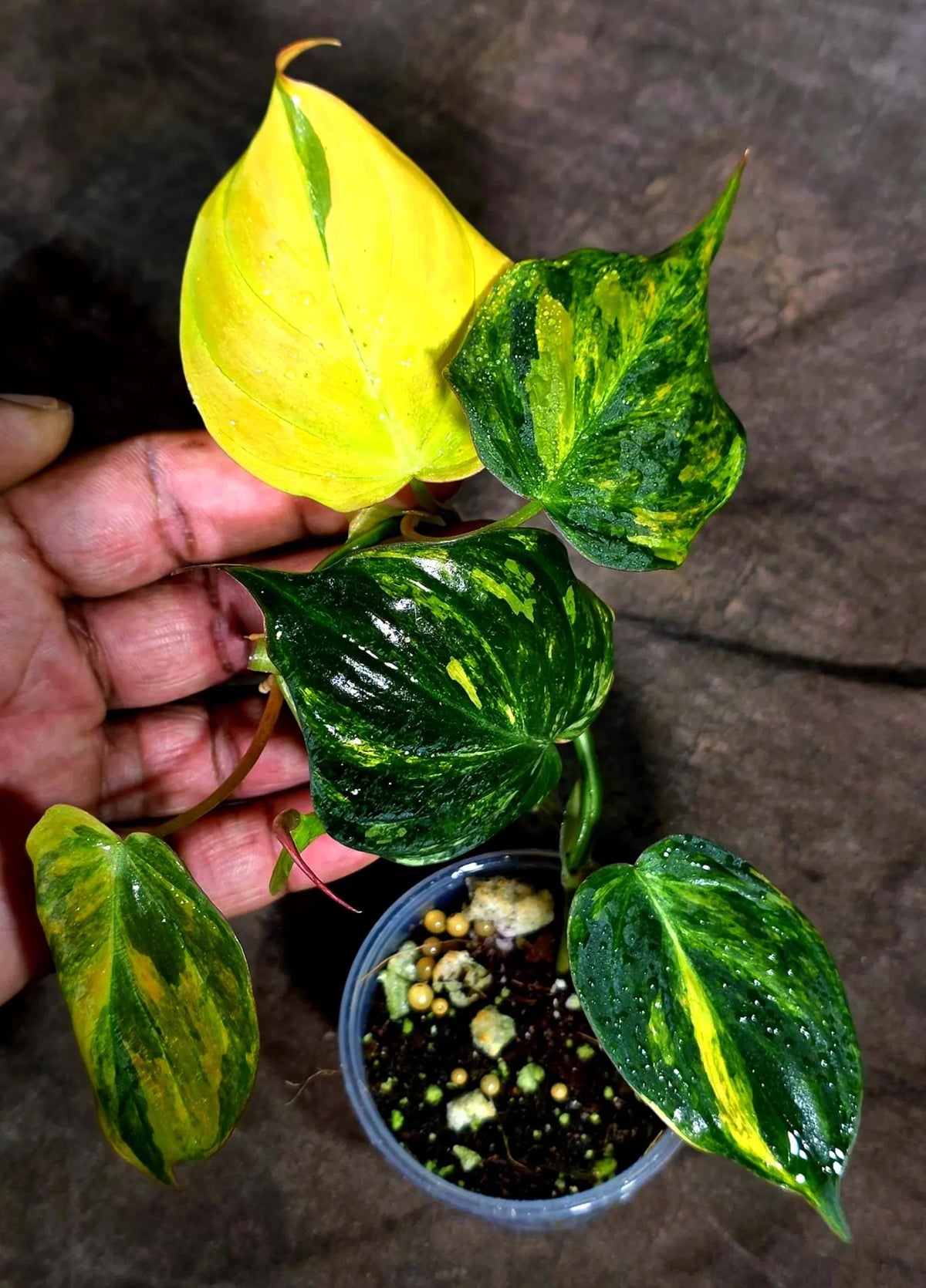 Variegated Philodendron Mican Aurea (Sep-18-2)