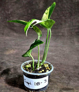 Epipremnum Pinnatum Marble Variegated (Sep-18-3)
