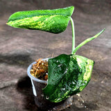 Scindapsus Jade Satin Variegated - Yellow Variegation (Sep-18-4)