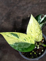 Epipremnum Pinnatum Marble Variegated (Sep-18-6)