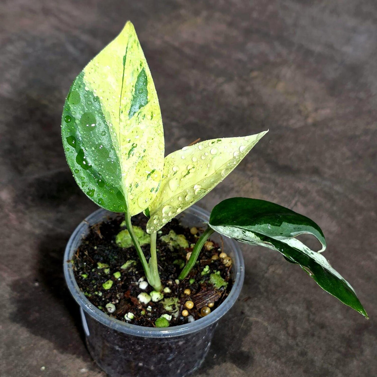 Epipremnum Pinnatum Marble Variegated (Sep-18-6)