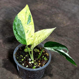 Epipremnum Pinnatum Marble Variegated (Sep-18-6)