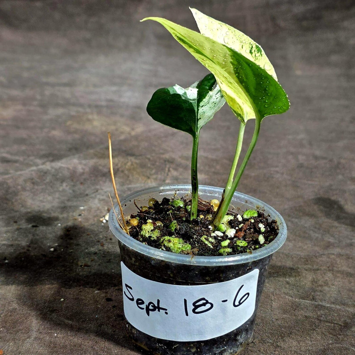 Epipremnum Pinnatum Marble Variegated (Sep-18-6)