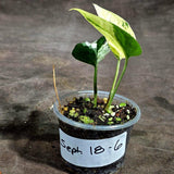 Epipremnum Pinnatum Marble Variegated (Sep-18-6)