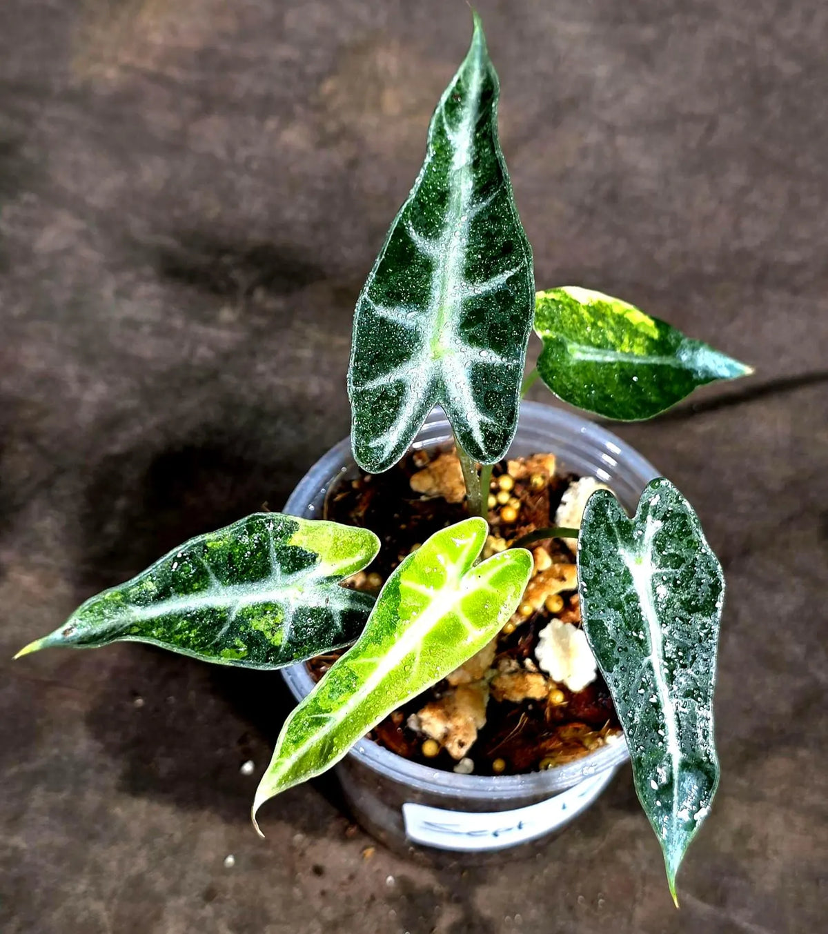 Alocasia Bambino Aurea Variegated (Sep-18-9)