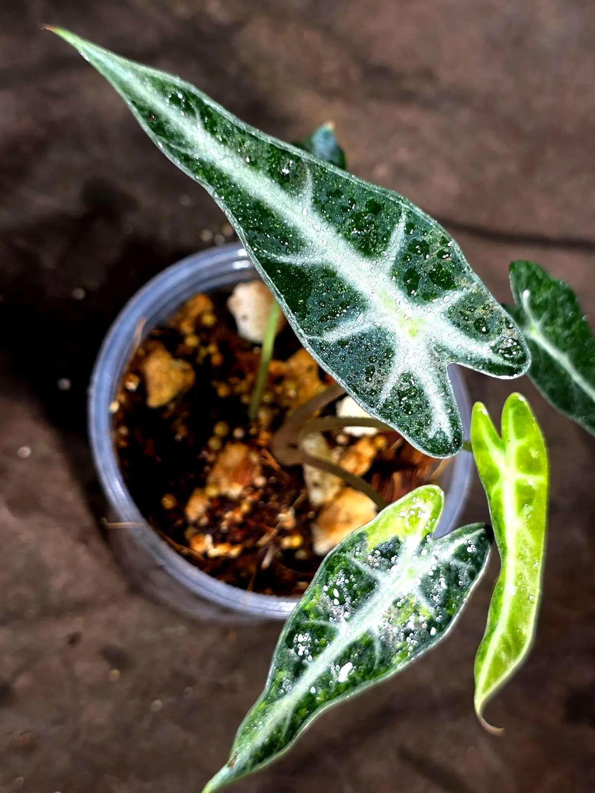 Alocasia Bambino Aurea Variegated (Sep-18-9)