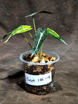 Alocasia Bambino Aurea Variegated (Sep-18-9)