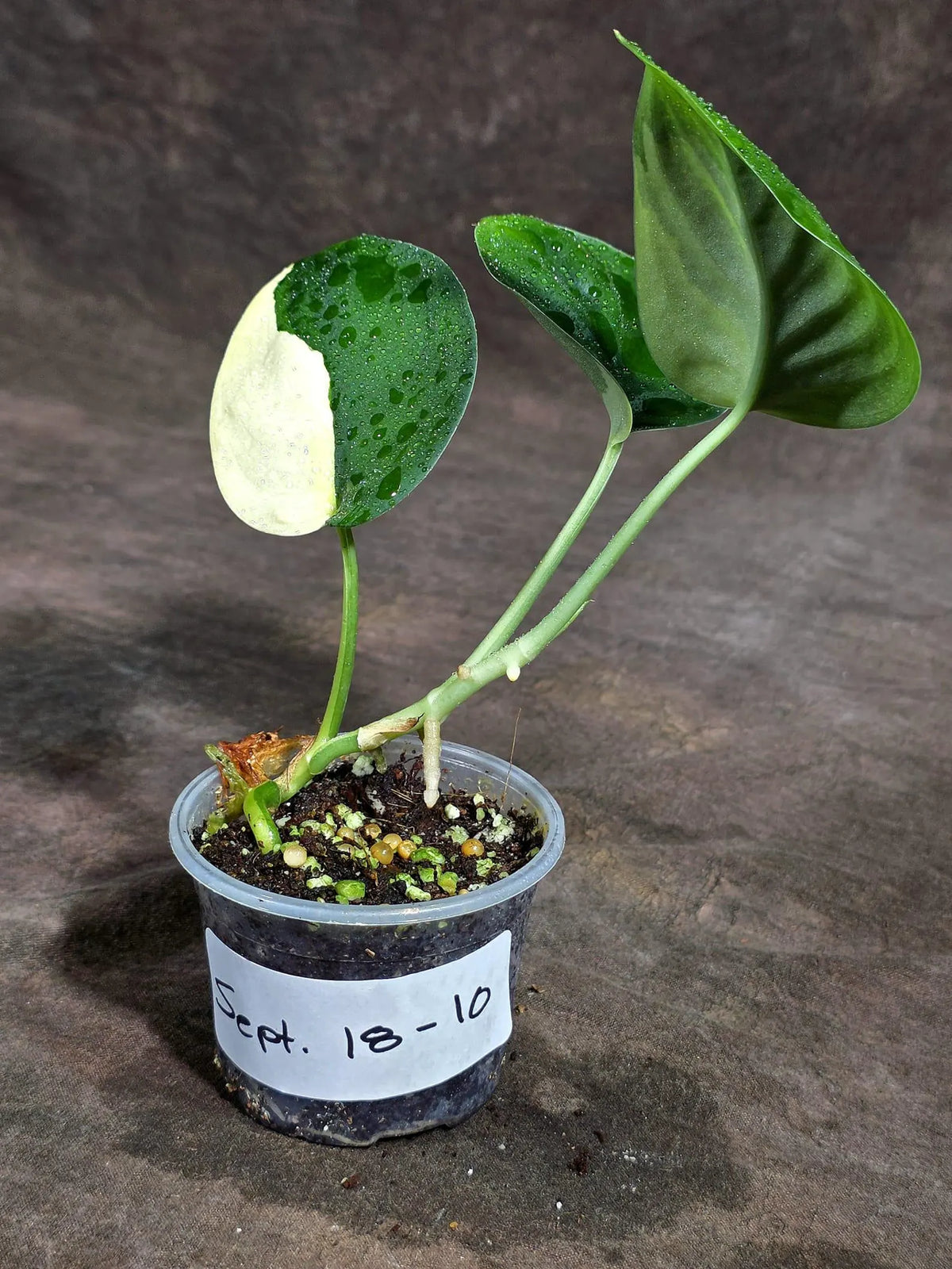 Scindapsus Jade Satin Variegated (Sep-18-10)