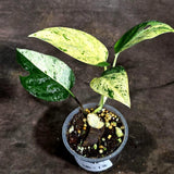 Epipremnum Pinnatum Marble Variegated (Sep-18-13)