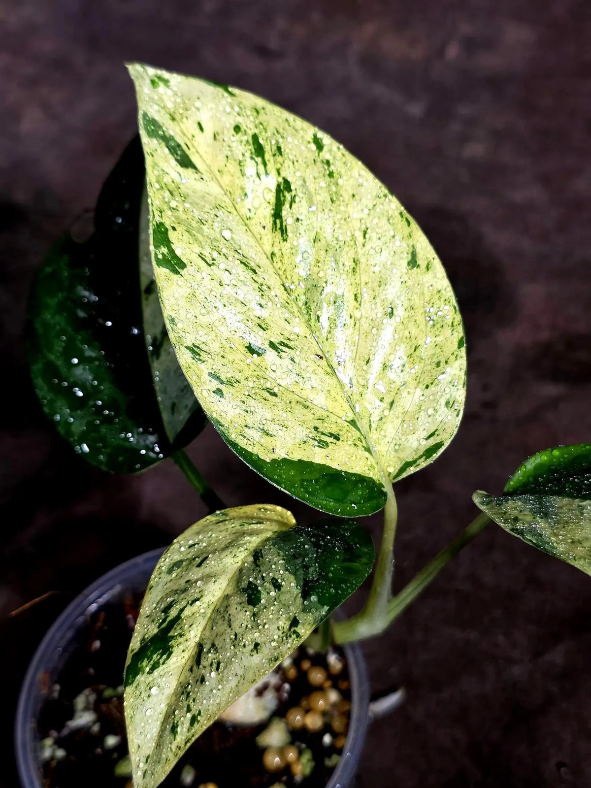 Epipremnum Pinnatum Marble Variegated (Sep-18-13)