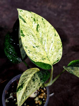 Epipremnum Pinnatum Marble Variegated (Sep-18-13)