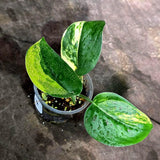 Scindapsus Jade Satin Variegated (Sep-18-14)