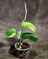 Scindapsus Jade Satin Variegated (Sep-18-15)