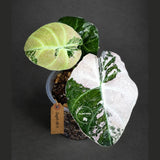 Alocasia Reginula Black Velvet Pink Variegated (Sep-18-1)