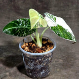 Alocasia Reginula Black Velvet Pink Variegated (Sep-18-1)
