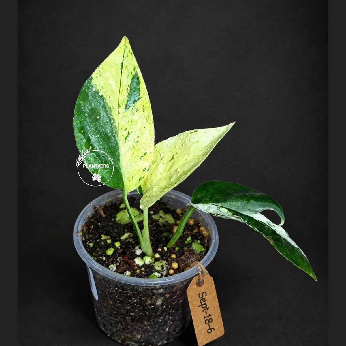 Epipremnum Pinnatum Marble Variegated (Sep-18-6)
