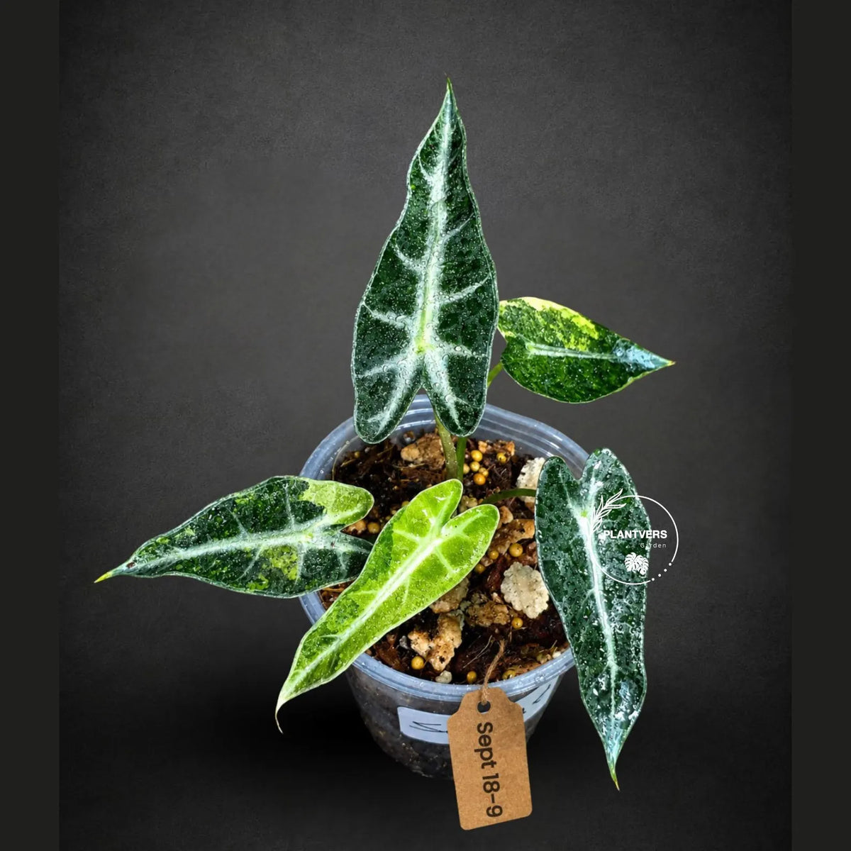 Alocasia Bambino Aurea Variegated (Sep-18-9)