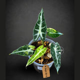 Alocasia Bambino Aurea Variegated (Sep-18-9)
