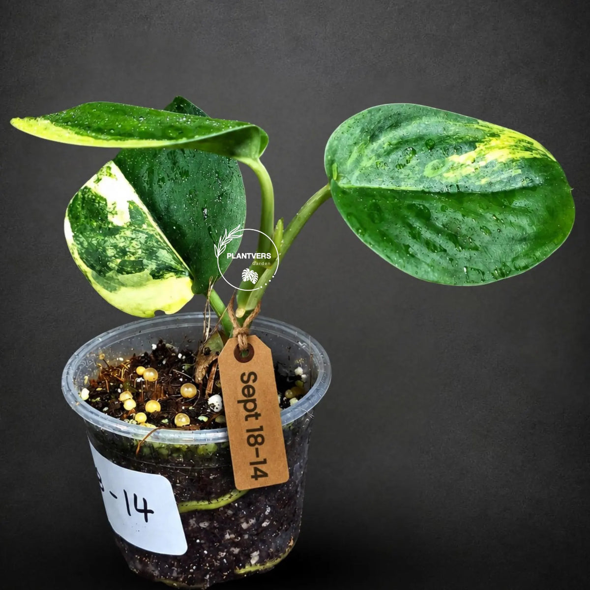 Scindapsus Jade Satin Variegated (Sep-18-14)