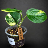 Scindapsus Jade Satin Variegated (Sep-18-14)